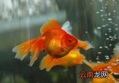 超市里卖的小金鱼能买吗