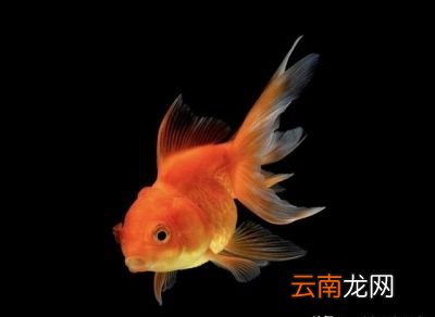 超市里卖的小金鱼能买吗