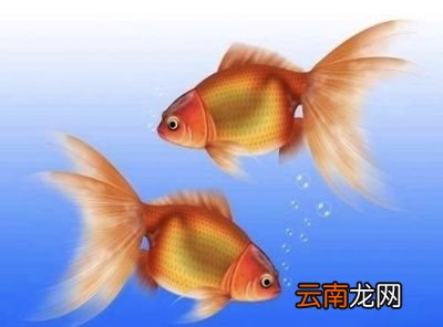 超市里卖的小金鱼能买吗