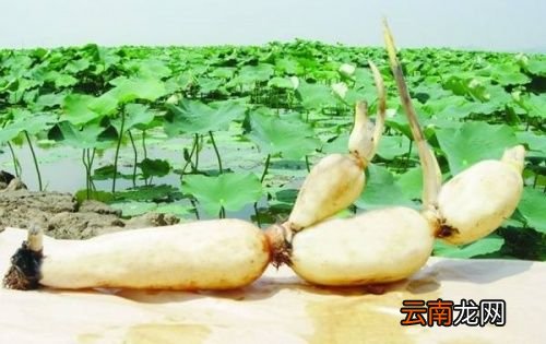 莲藕七孔和九孔的区别