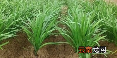 学生餐禁止使用韭菜是什么原因