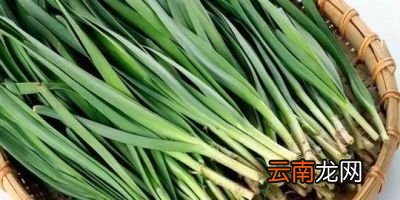 学生餐禁止使用韭菜是什么原因