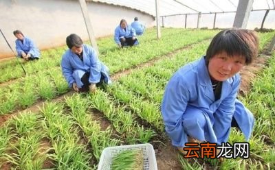 为何学生还会禁食韭菜呢