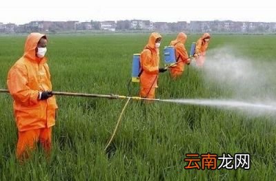 为何学生还会禁食韭菜呢