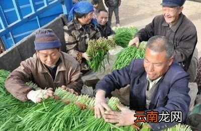 为何学生还会禁食韭菜呢