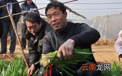 为何学生还会禁食韭菜呢