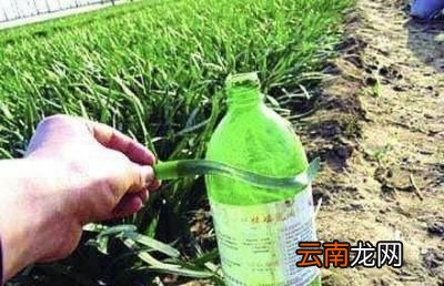 使用 禁止食用韭菜的原因