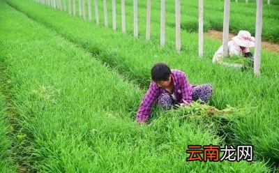 为什么韭菜总是会农药超标呢