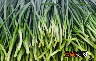 为什么韭菜总是会农药超标呢