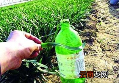 学生餐为何禁止食用韭菜主要有三个原因