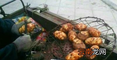 土豆到底有多少种做法