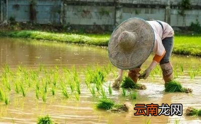 农村谚语谷雨难得雨是什么意思