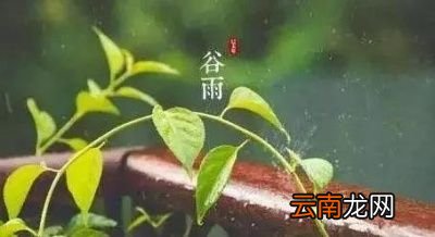农村谚语谷雨难得雨是什么意思