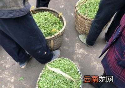 这句谚语讲了什么