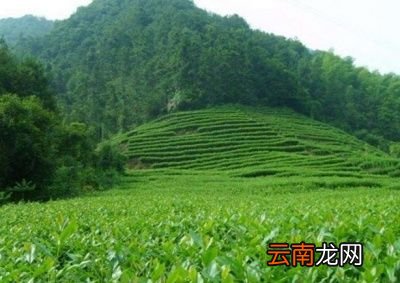 什么是“好茶”