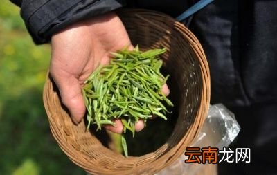 「第56期」茶是什么详细讲解来了