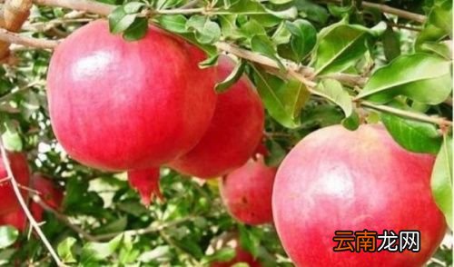 石榴树用什么肥料最好