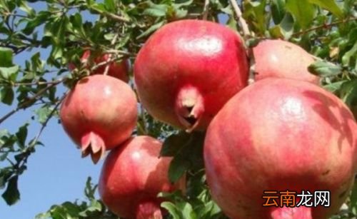 石榴树用什么肥料最好