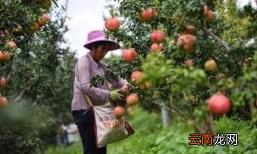 石榴树用什么肥料最好