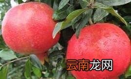 石榴树用什么肥料最好