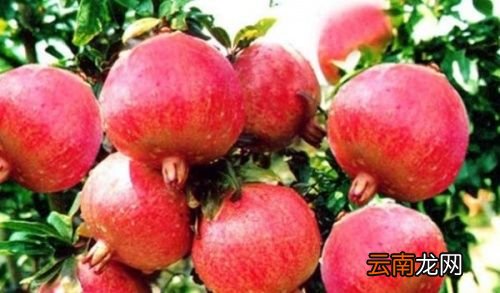 石榴树用什么肥料最好