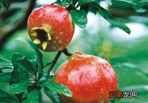 石榴树用什么肥料最好