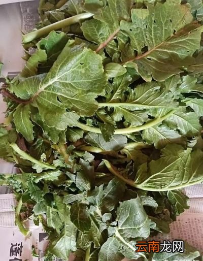 萝卜缨对人体的好处