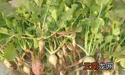 敲个黑板萝卜缨怎么做好吃对人体有什么好处