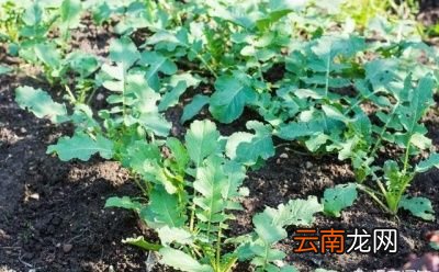 敲个黑板萝卜缨怎么做好吃对人体有什么好处