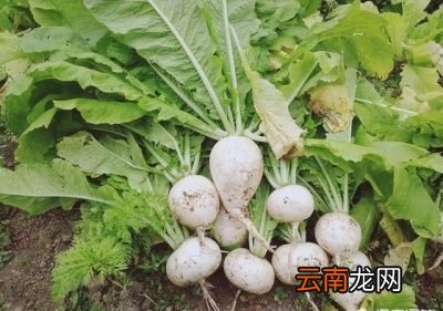 敲个黑板萝卜缨怎么做好吃对人体有什么好处