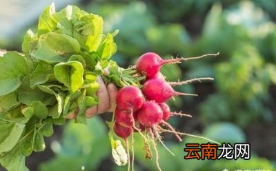 萝卜缨子插豆腐怎么做