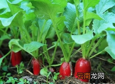 萝卜缨子插豆腐怎么做