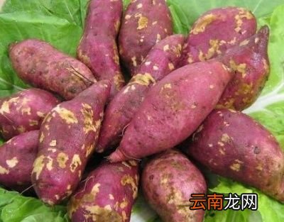 夏季主食吃什么可以轻卡减肥