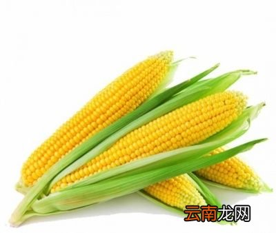 夏季主食吃什么可以轻卡减肥