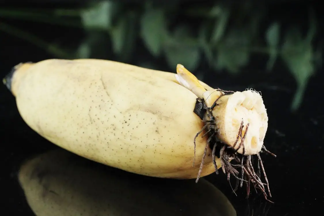 吃2肉、食6根、忌2味 大雪节气吃什么食物最好