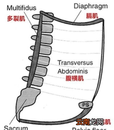 腹直肌分离常见于哪种情况