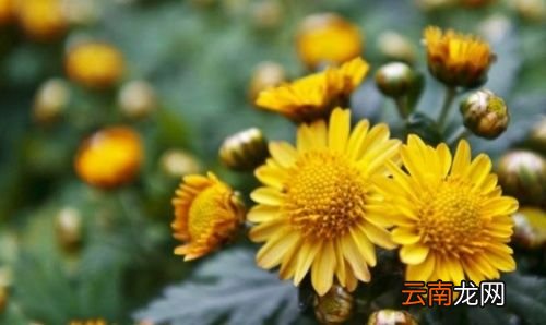 买的菊花有虫子怎么办