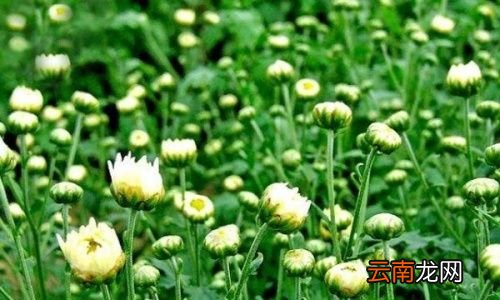 买的菊花有虫子怎么办