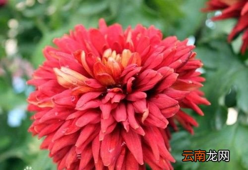 菊花生了很多虫怎么办