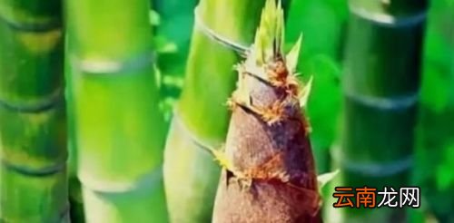 冬笋跟春笋有什么区别