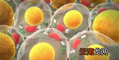 为什么下腹部脂肪偏高