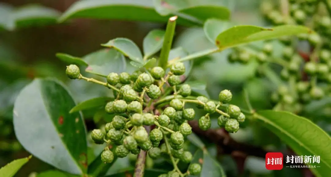 商标局：可就商标提出异议申请 四川多家带“青花椒”店名餐馆被诉