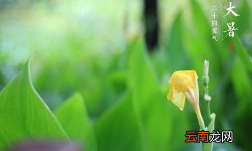 为什么大暑进补