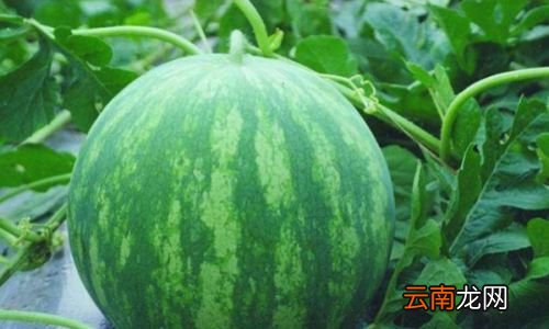 西瓜为什么称为寒瓜