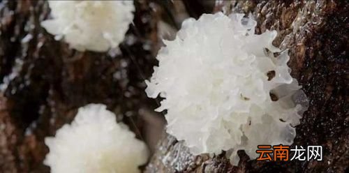 干银耳泡一晚上有毒吗