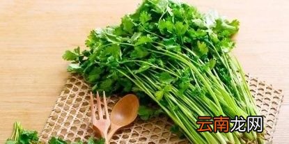 香菜为什么有人喜欢有人不喜欢