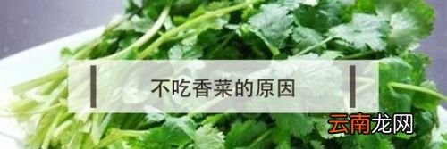 香菜为什么有人喜欢有人不喜欢