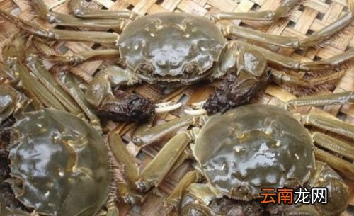 大闸蟹公母哪个有蟹黄