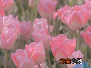 白羊座一个开创者星座 白羊座男生的性格脾气