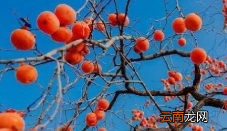 柿子熟了能放在冰箱冷冻吗